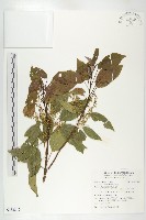 藏品(猴歡喜)的圖片