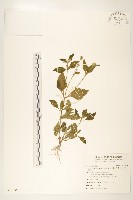 藏品(貓腥草)的圖片