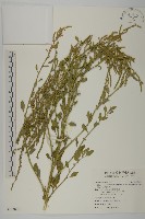 藏品(變葉藜)的圖片