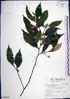 藏品(紅皮、葉下白、赤仔尾)的圖片