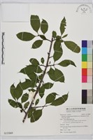 藏品(塔山鼠李)的圖片