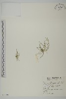 藏品(瓜槌草、漆姑草)的圖片