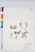 藏品(小葉大戟)的圖片