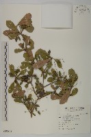 藏品(小葉欖仁)的圖片