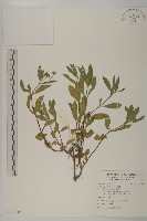 藏品(鱧腸)的圖片