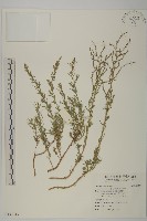 藏品(裸花鹼蓬)的圖片