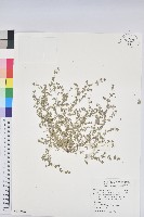 藏品(匐根大戟)的圖片