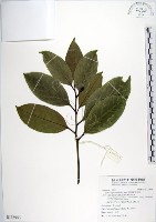 藏品(菲律賓厚殼桂)的圖片