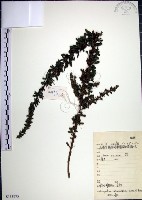 藏品(鐵掃帚、千里光)的圖片