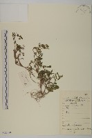 藏品(石胡荽、吐金草)的圖片