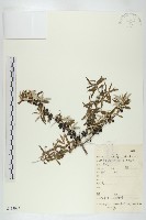 藏品(醋柳)的圖片