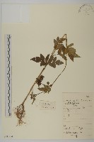 藏品(白花鬼針)的圖片