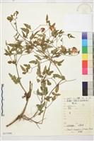 藏品(甘青鐵線蓮)的圖片