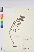 藏品(圓苞大戟)的圖片