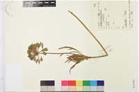 藏品(疏齒銀蓮花)的圖片