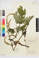 藏品(升麻)的圖片