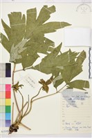 藏品(黃牡丹)的圖片