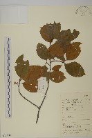 藏品(窄葉南蛇藤)的圖片