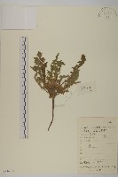 藏品(聚頭菊)的圖片