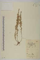 藏品(冷蒿)的圖片