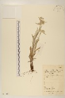 藏品(絹茸火絨草)的圖片