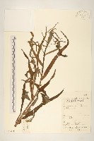 藏品(鵝仔草)的圖片