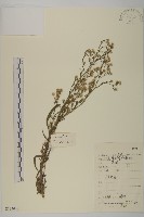 藏品(加拿大蓬)的圖片