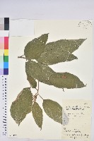 藏品(粗糠柴)的圖片