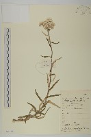 藏品(抱莖籟簫)的圖片