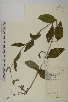 藏品(杓兒菜)的圖片