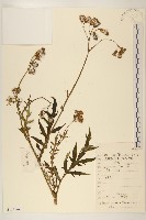 藏品(黃花三七草)的圖片