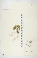 藏品(石蓮)的圖片