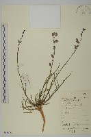 藏品(細蠅子草)的圖片