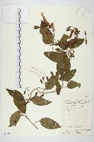 藏品(山土瓜)的圖片