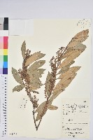 藏品(地檀香)的圖片