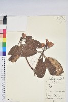 藏品(大白杜鵑)的圖片