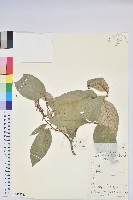 藏品(毛葉珍珠花)的圖片