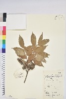 藏品(高山栲)的圖片