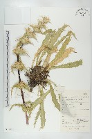 藏品(青海刺參)的圖片