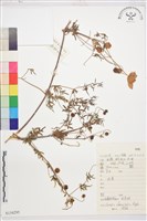 藏品(西藏鐵線蓮)的圖片