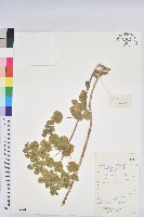 藏品(乳漿大戟)的圖片