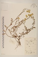 藏品(鼠麴草)的圖片