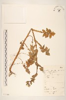 藏品(苦滇菜、苦菜)的圖片