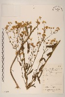 藏品(白頂飛蓬)的圖片