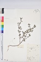 藏品(通奶草)的圖片