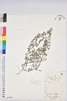 藏品(斑地錦)的圖片