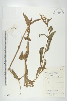 藏品(風花菜、球果山芥菜)的圖片