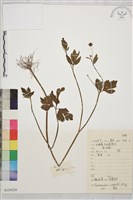 藏品(辣子草、揚子毛茛)的圖片