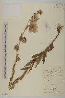 藏品(藏薊)的圖片