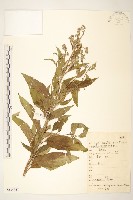 藏品(川西千里光)的圖片